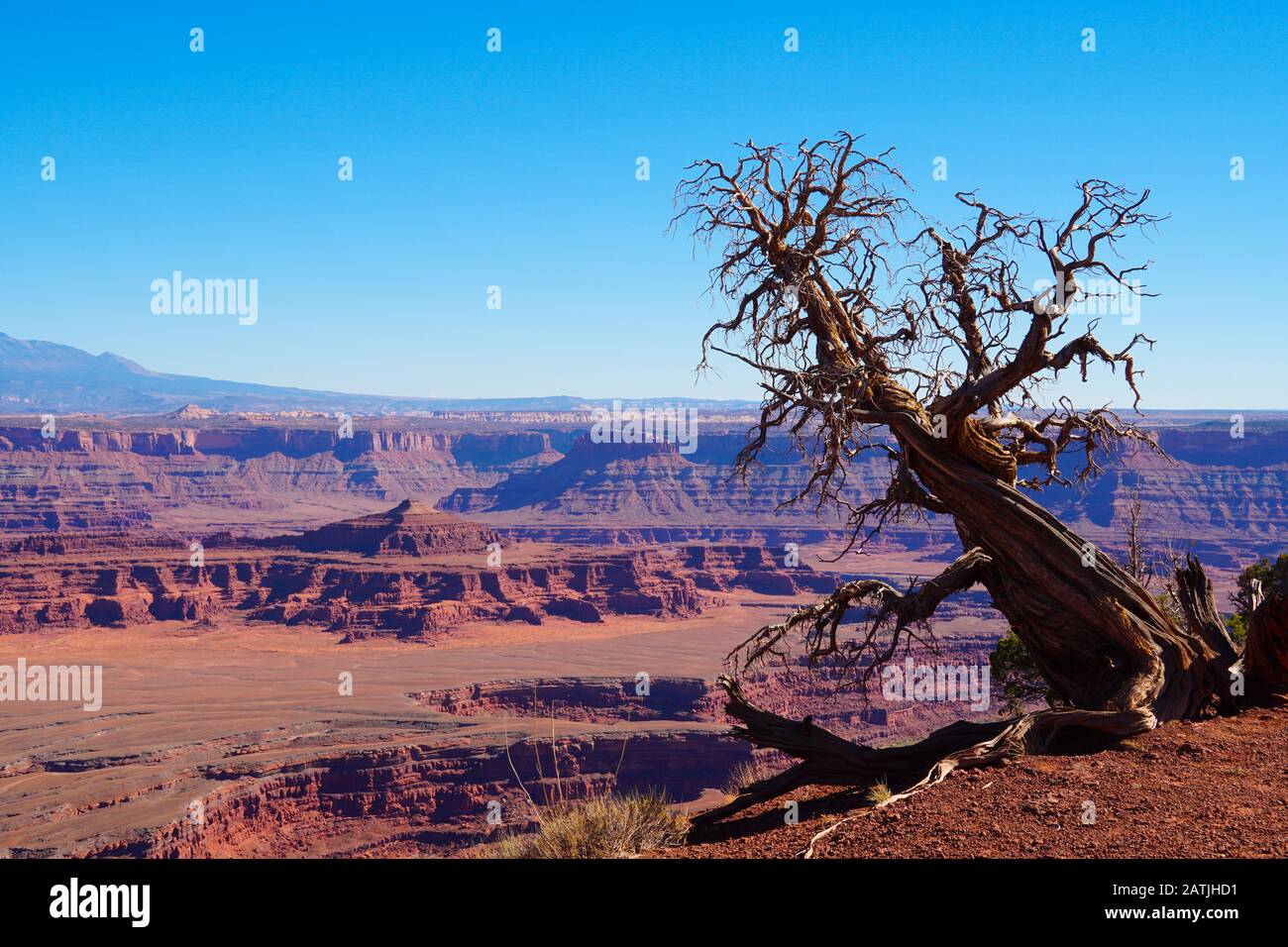 A barren tree stands watch over a beautiful red rock canyon in Dead Horse Point State Park. Stock Photo