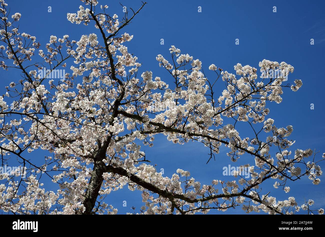 Spring of blooming cherry trees in the blue sky Stock Photo - Alamy