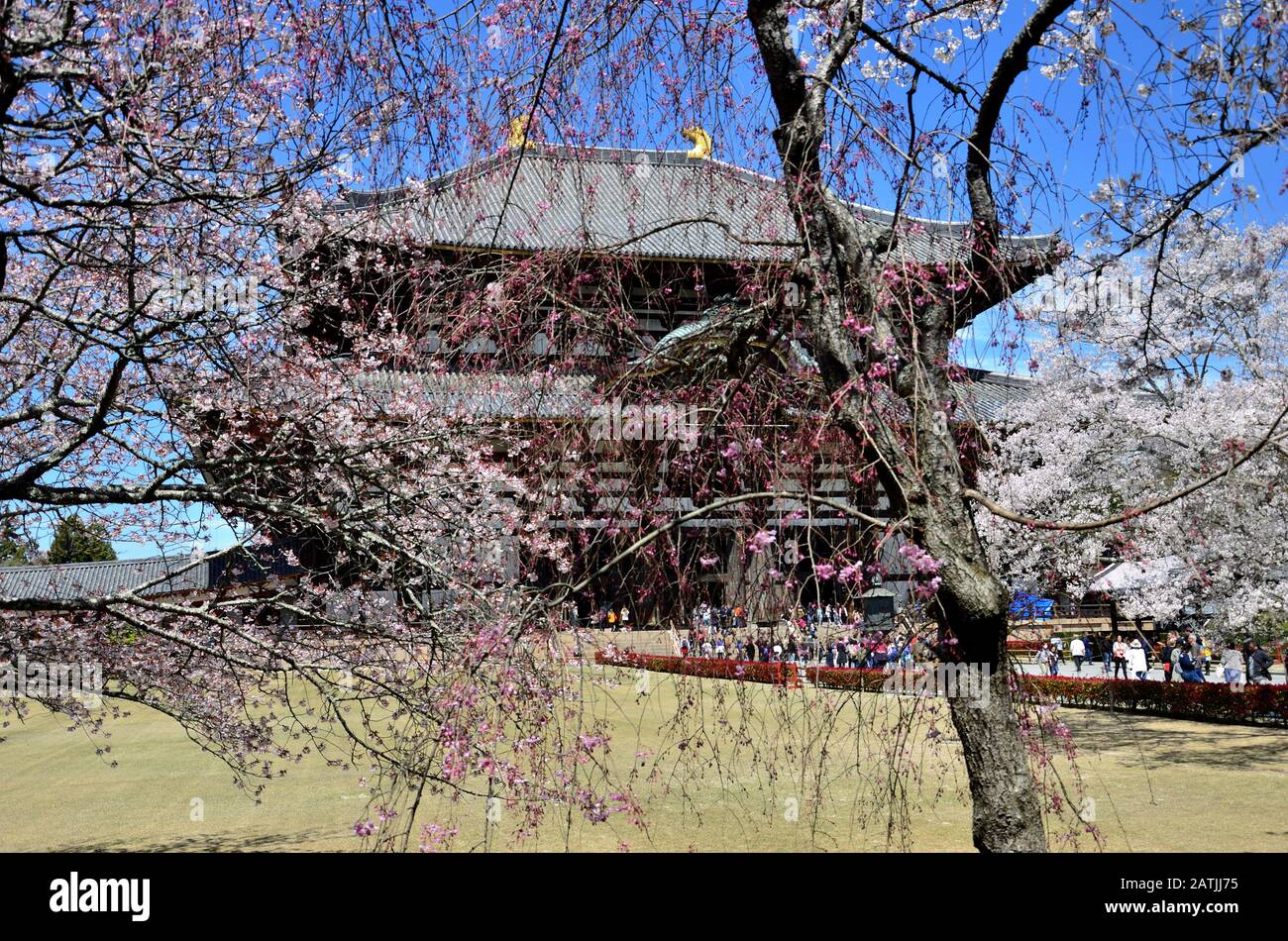 The cherry blossoms cover the view of the great temple Stock Photo
