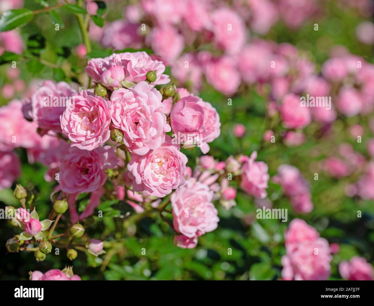 Buschrosen High Resolution Stock Photography and Images - Alamy