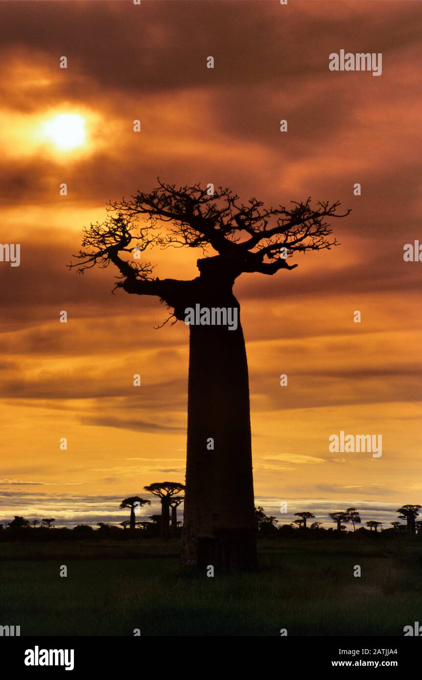 Single Grandidier's Baobab Tree, Adansonia grandidieri, Silhouetted at ...