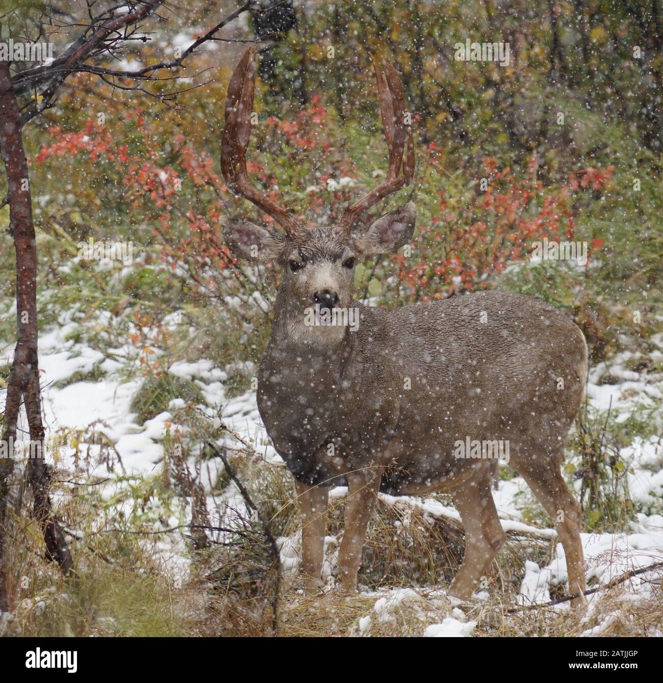 A mature buck looks at the camera during an autumn snow storm. Stock Photo