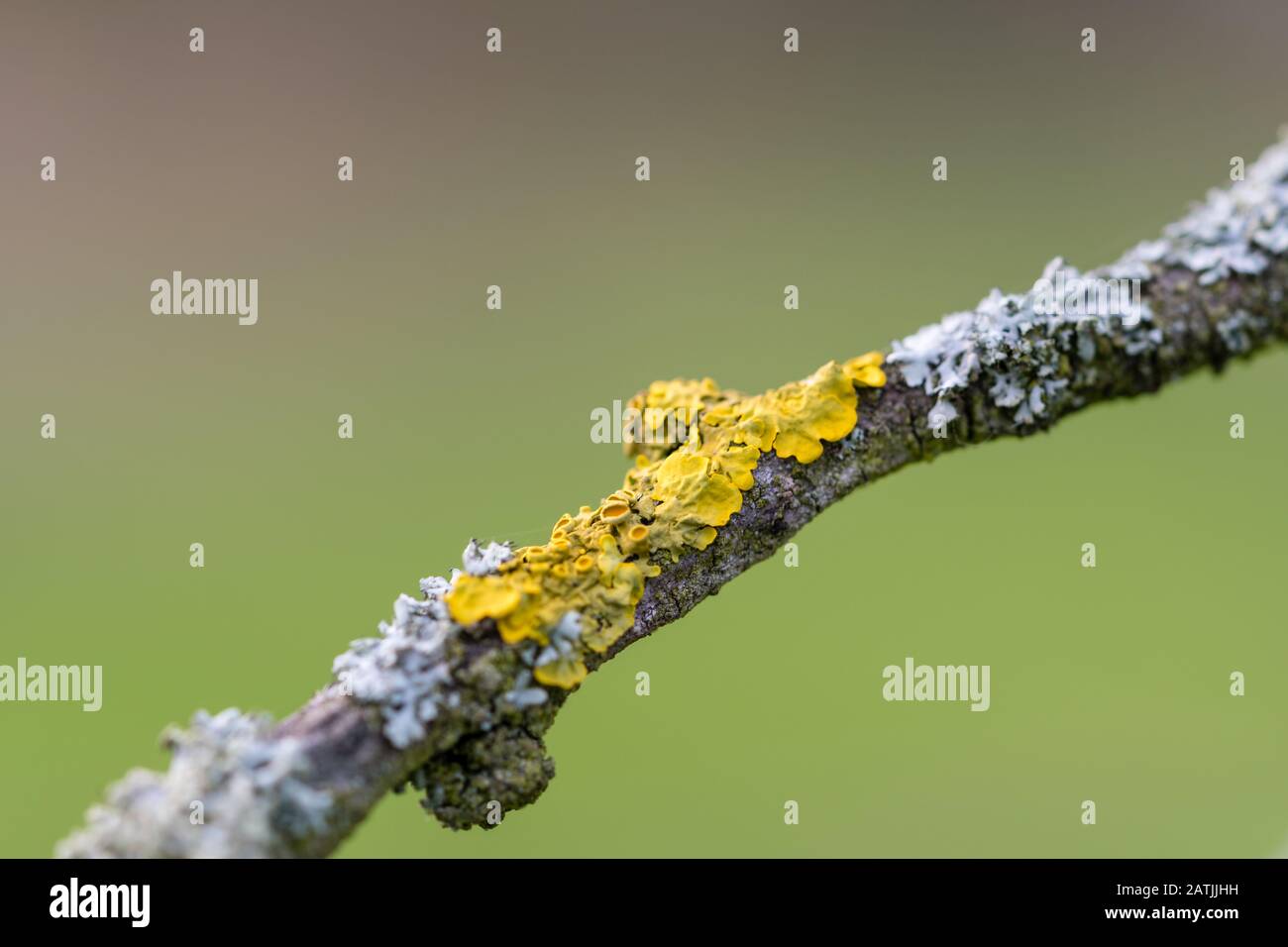Macro of a branch covered with common orange lichen (Xanthoria parietina), model organism for genomic sequencing and bio indicator for air pollution Stock Photo