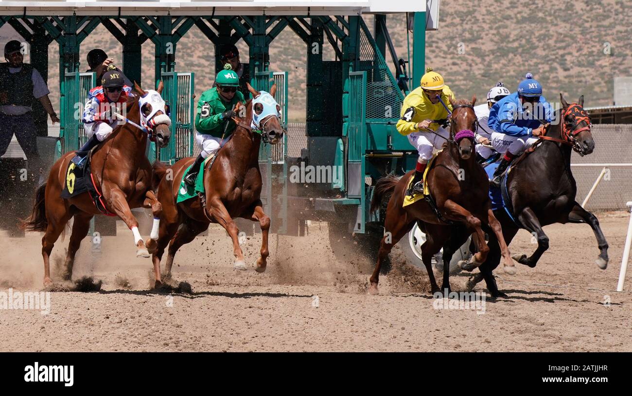 Quarter horses accelerate out of the gate during the beginning of a race at Arizona Downs. Stock Photo