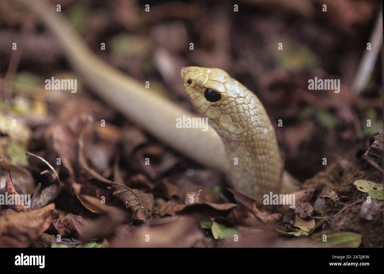 Endemic Species of White Snake, Liophidium species, Poking Head out of Snake Hole Madagascar Stock Photo