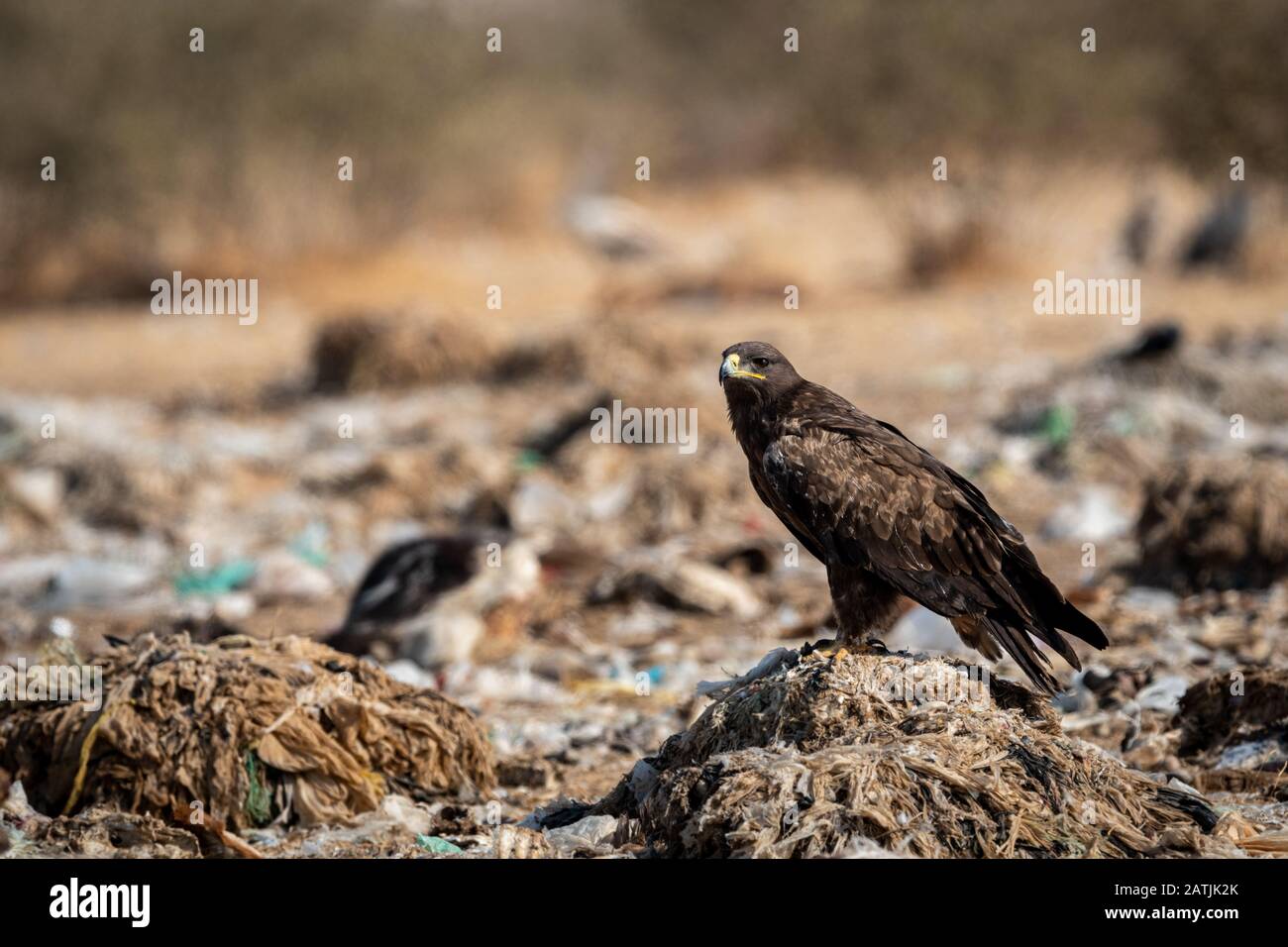 Steppe eagle or Aquila nipalensis portrait or close-up during winter migration at jorbeer conservation reserve or dumping yard, bikaner, india Stock Photo