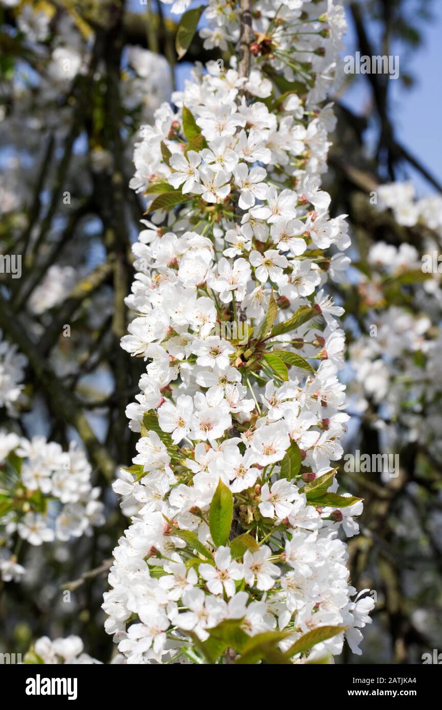 Sweet Cherry 'William's seedling' blossom in Spring. Stock Photo