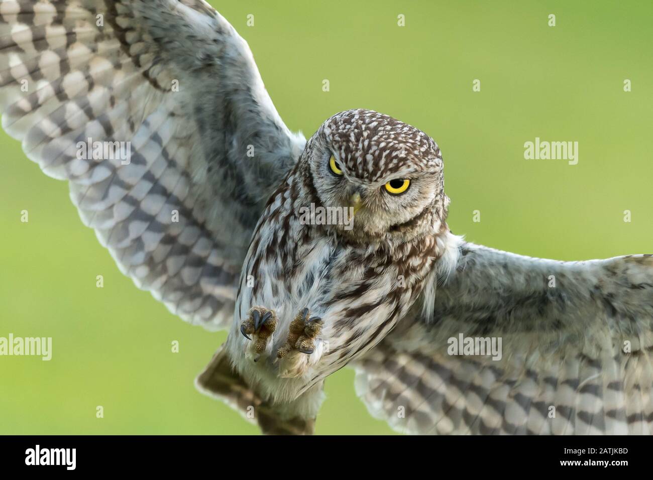 Little Owl in Flight (Athene noctua Stock Photo Alamy
