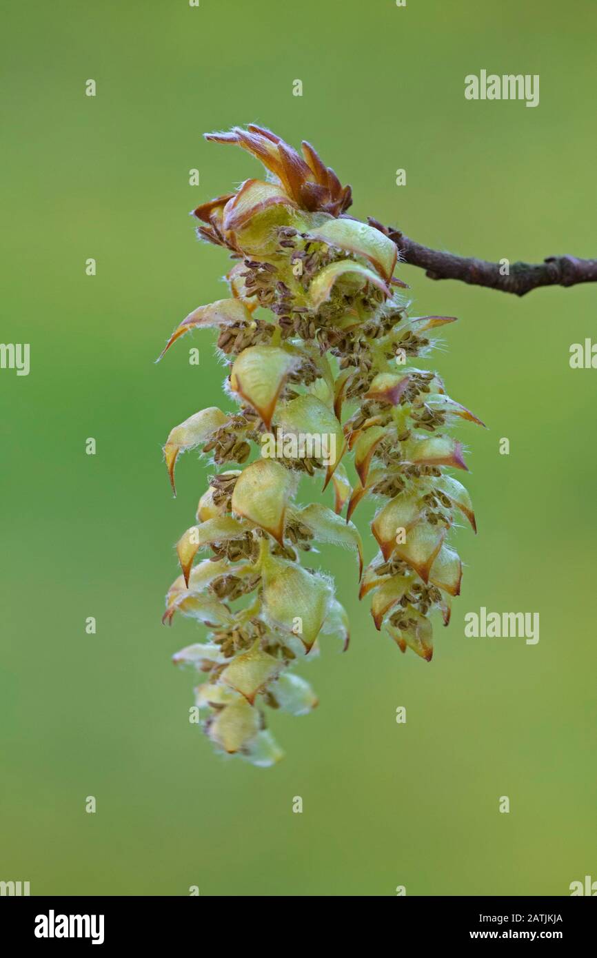 European hornbeam / common hornbeam (Carpinus betulus) twig with male catkins in spring Stock Photo