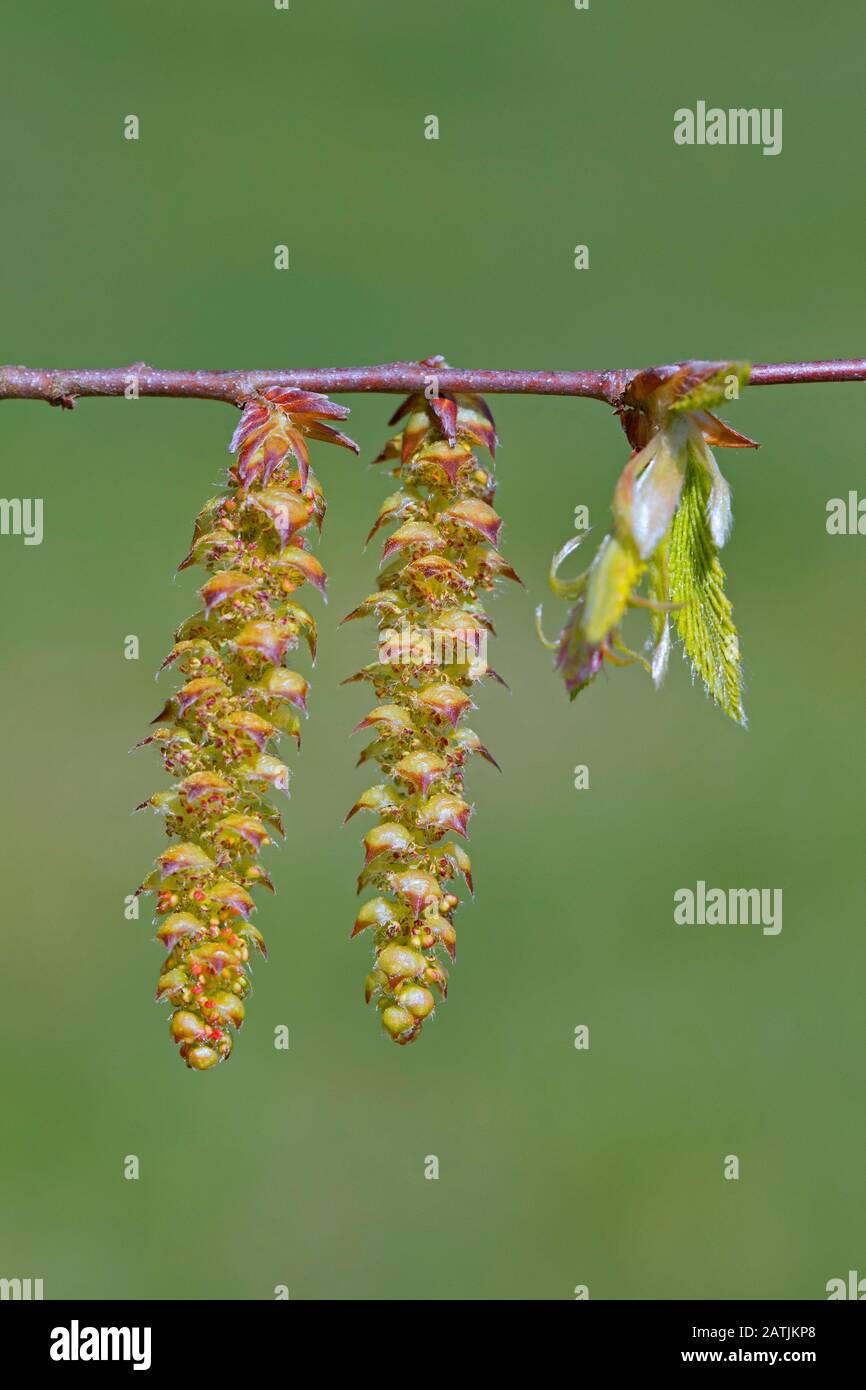 European hornbeam / common hornbeam (Carpinus betulus) twig with freshly emerged leaves and male catkins in spring Stock Photo