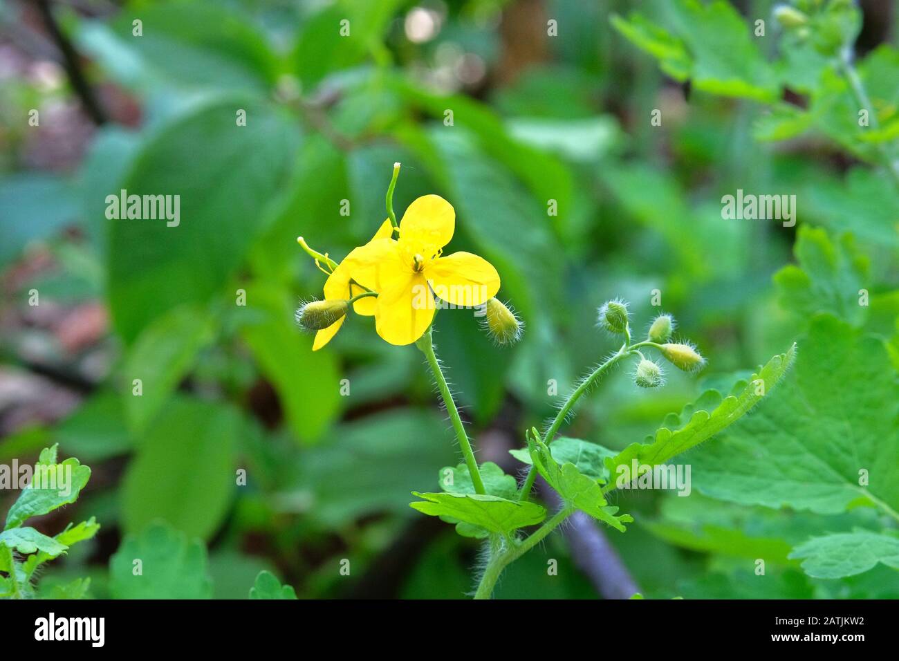 Celandine flowers on green nature blurred background on meadow. Bright yellow flowers for herbal medicine. Medicinal herb. Stock Photo
