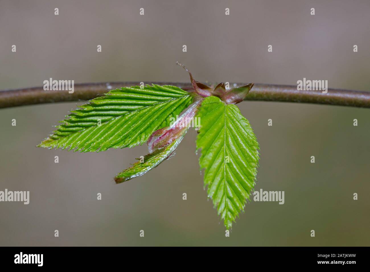 European hornbeam / common hornbeam (Carpinus betulus) twig with freshly emerged leaves in spring Stock Photo