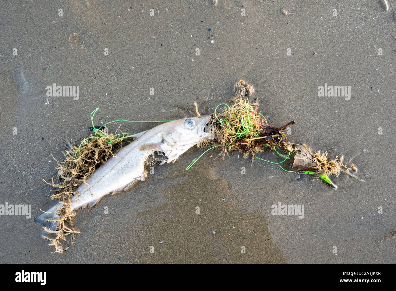 Dead sea fish caught up in discarded fishing line Stock Photo