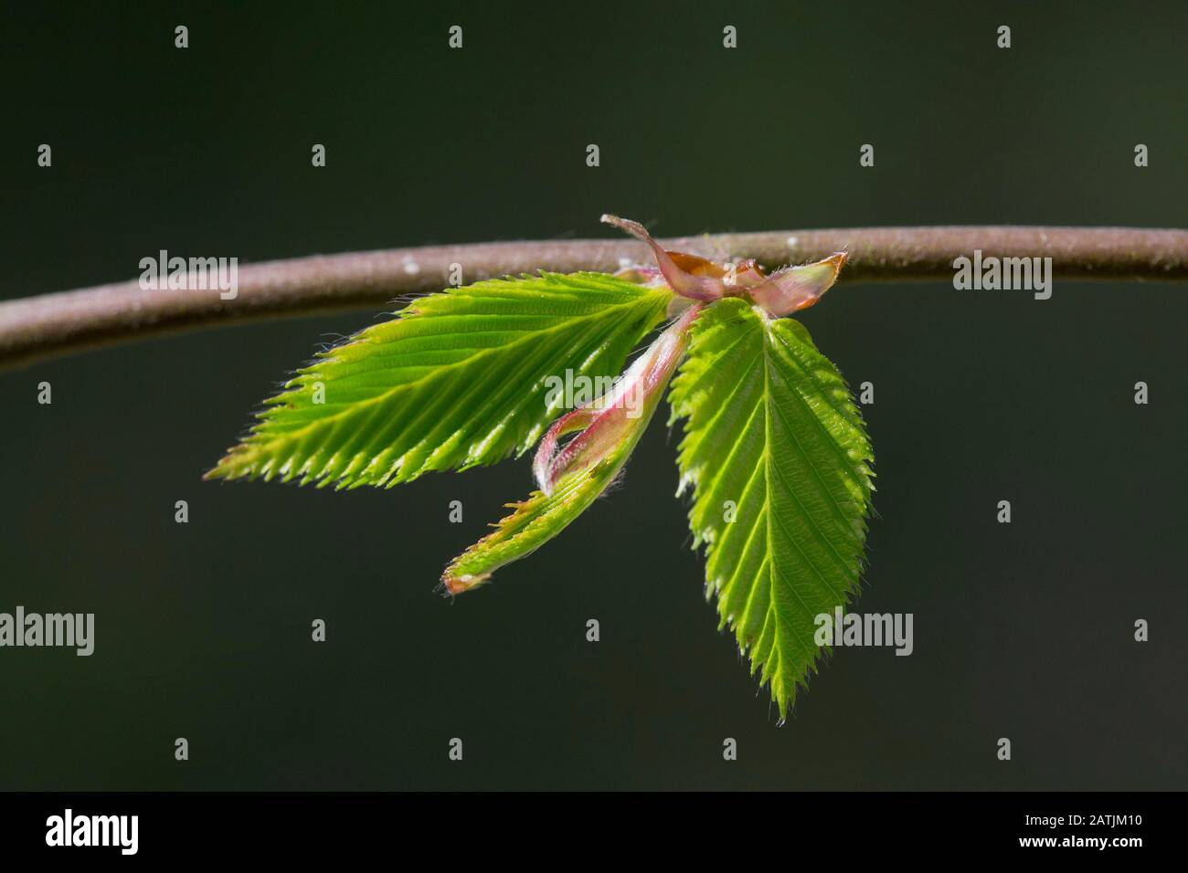 European hornbeam / common hornbeam (Carpinus betulus) twig with freshly emerged leaves in spring Stock Photo