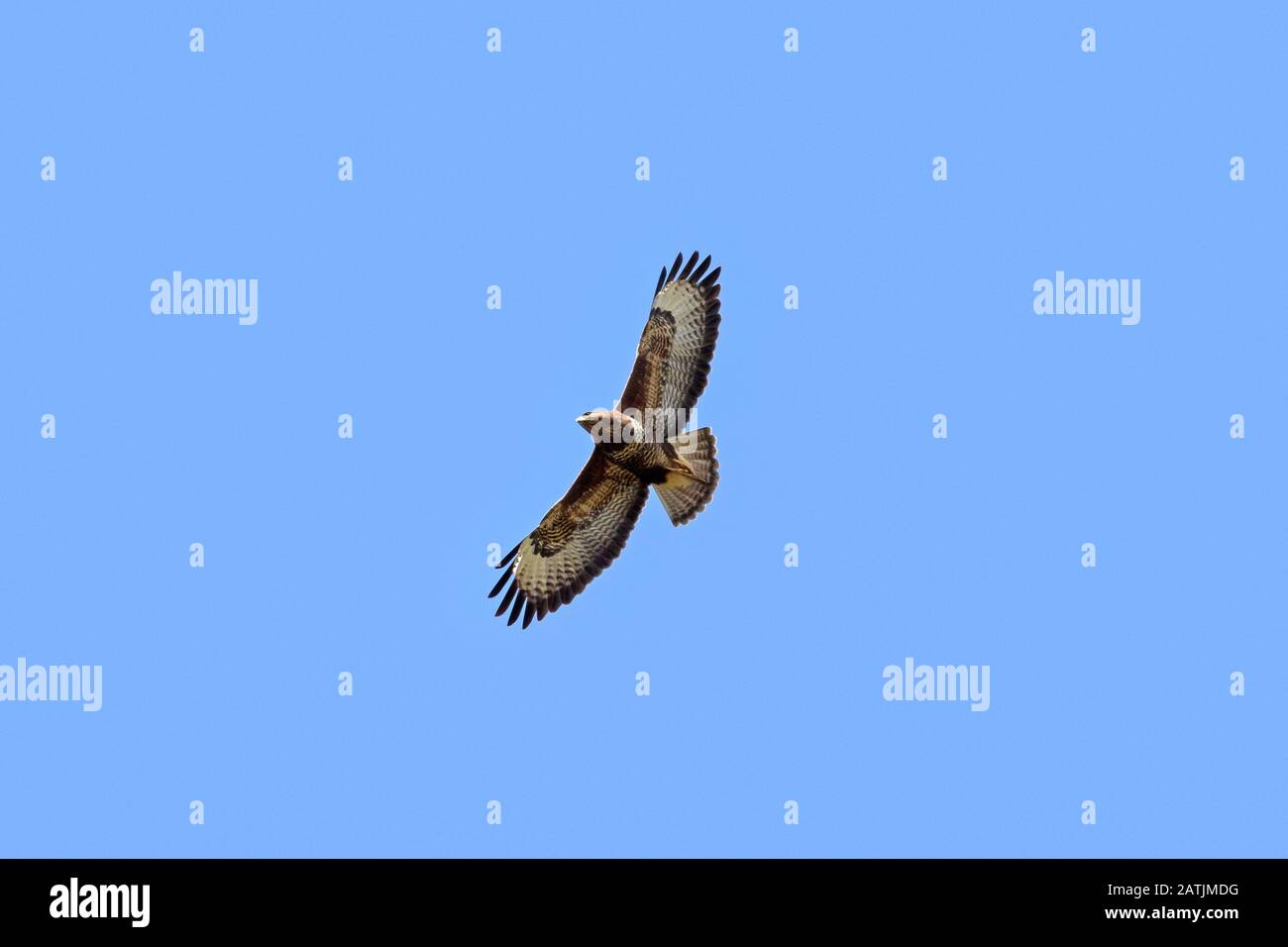 Common buzzard (Buteo buteo) in flight soaring against blue sky Stock Photo