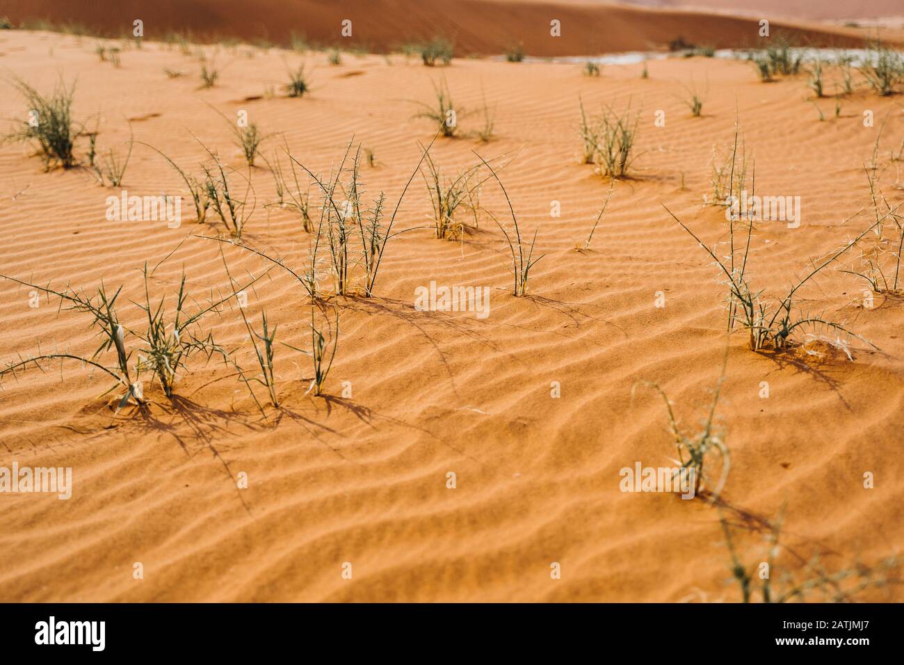 plants growing in dried out desert sand Stock Photo Alamy
