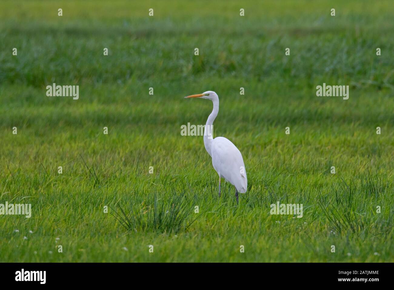 Great egret / common egret / great white egret (Ardea alba / Egretta alba) foraging in meadow Stock Photo