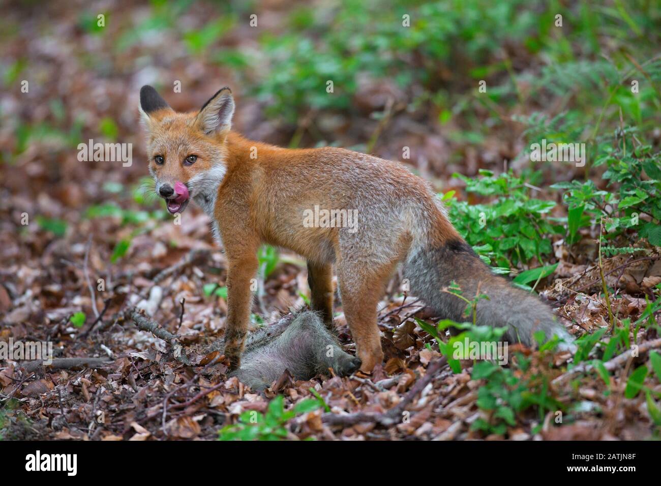 Young red fox (Vulpes vulpes) feeding on carcass of killed juvenile wild boar / dead squeaker Stock Photo