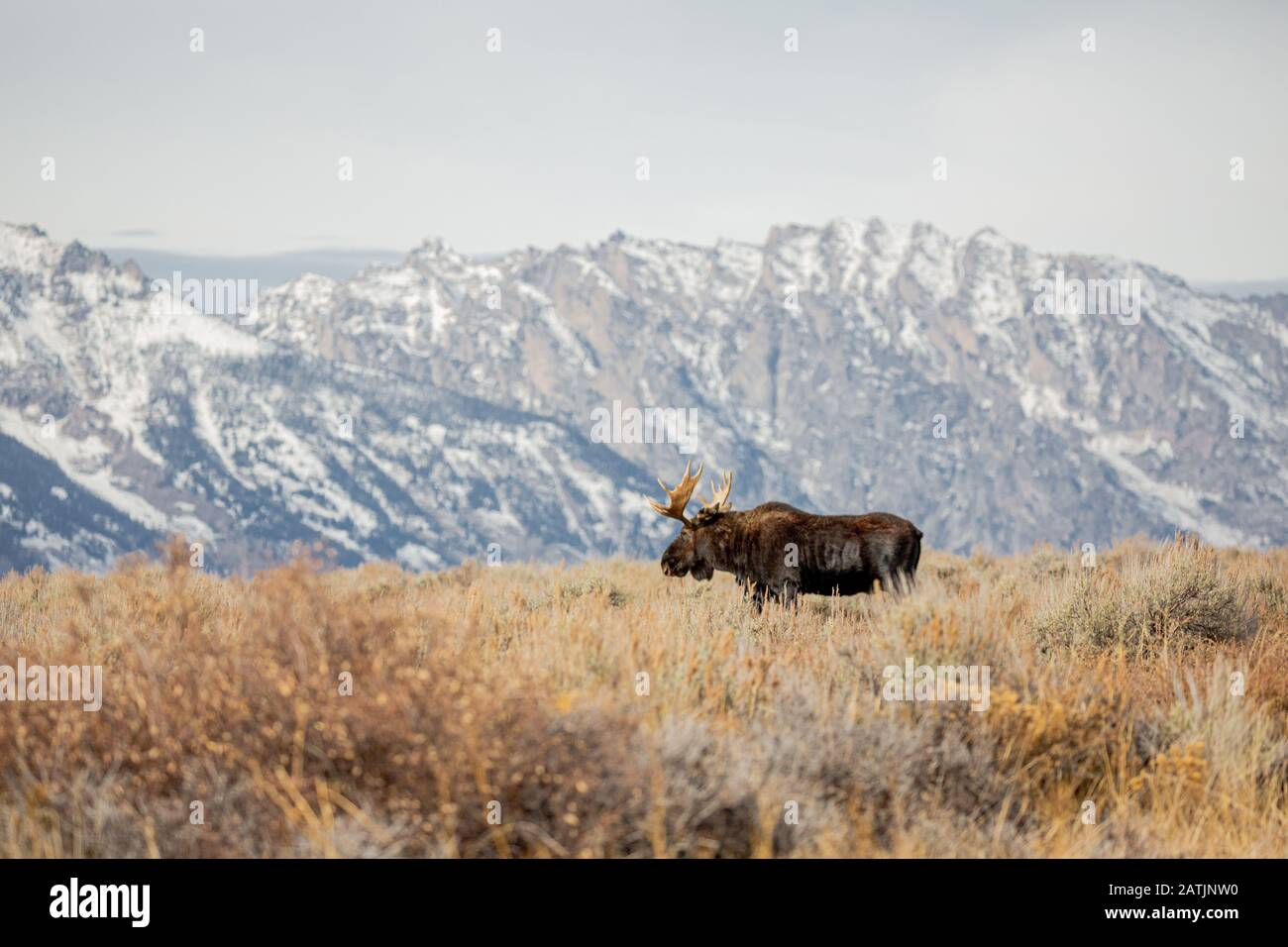 Moose, Grand Teton National Park, Wyoming, USA Stock Photo Alamy