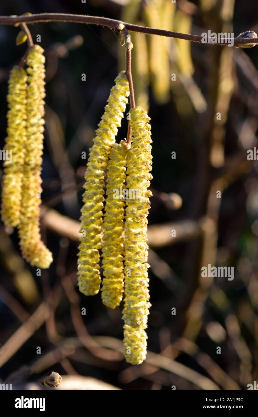 Hanging catkin hi-res stock photography and images - Alamy