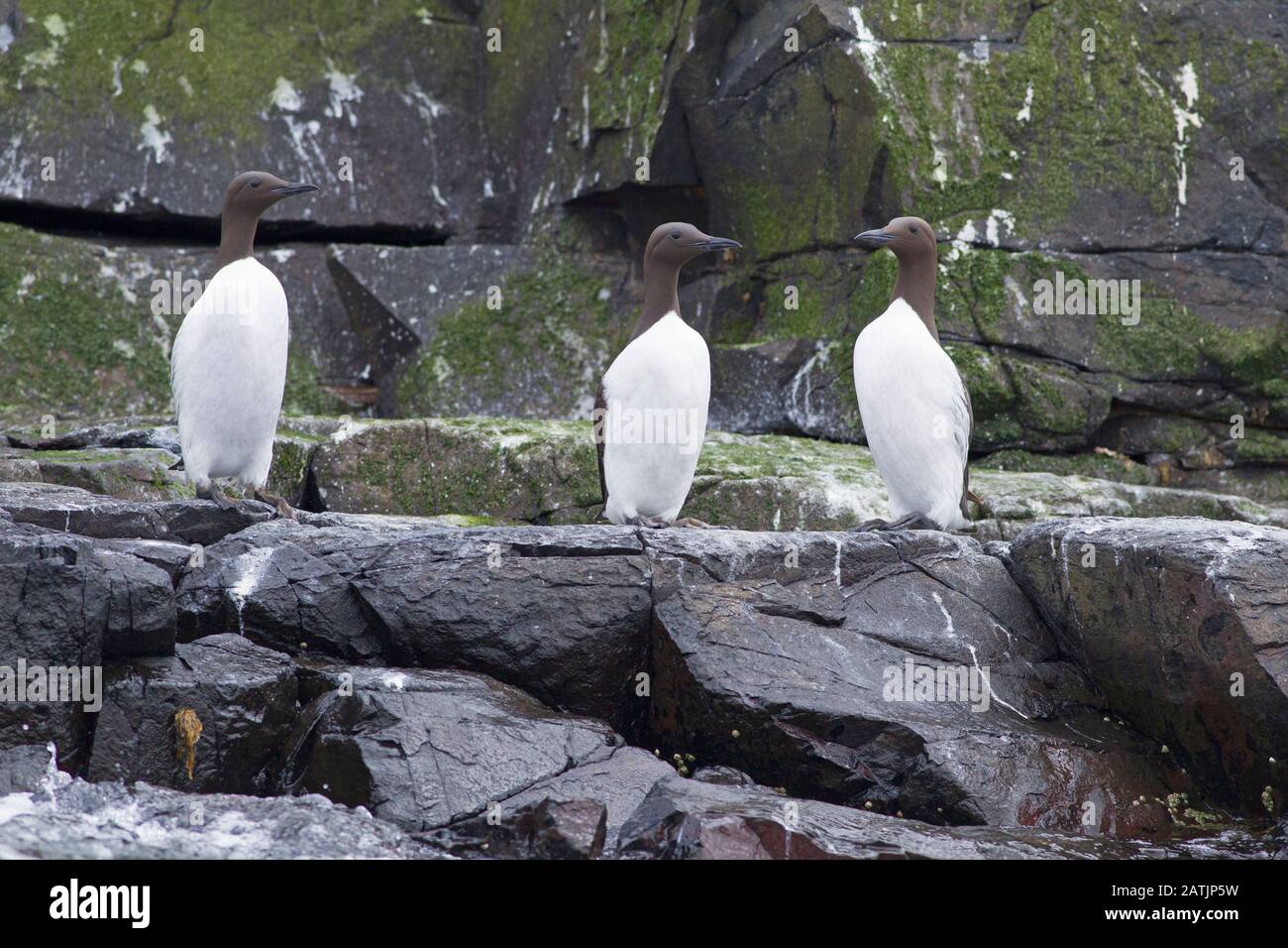 Common Guillemots or Common Murres, Uria aalge, three adults standing on rocks. Farne Islands, Northumberland, UK Stock Photo