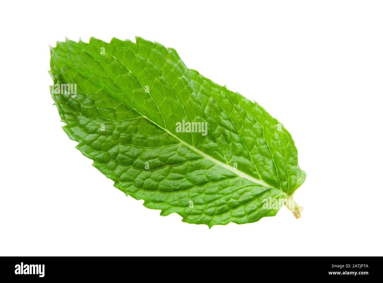 one green colored fresh mint leaf with a stem on an isolated white background. Stock Photo