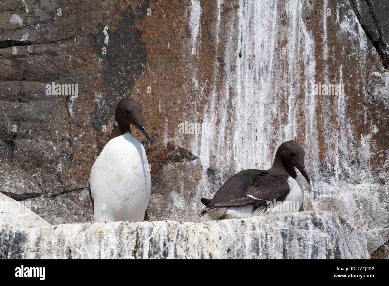 Common Guillemots or Common Murres, Uria aalge, pair of adults resting on guano covered rocks. Farne Islands, Northumberland, UK Stock Photo
