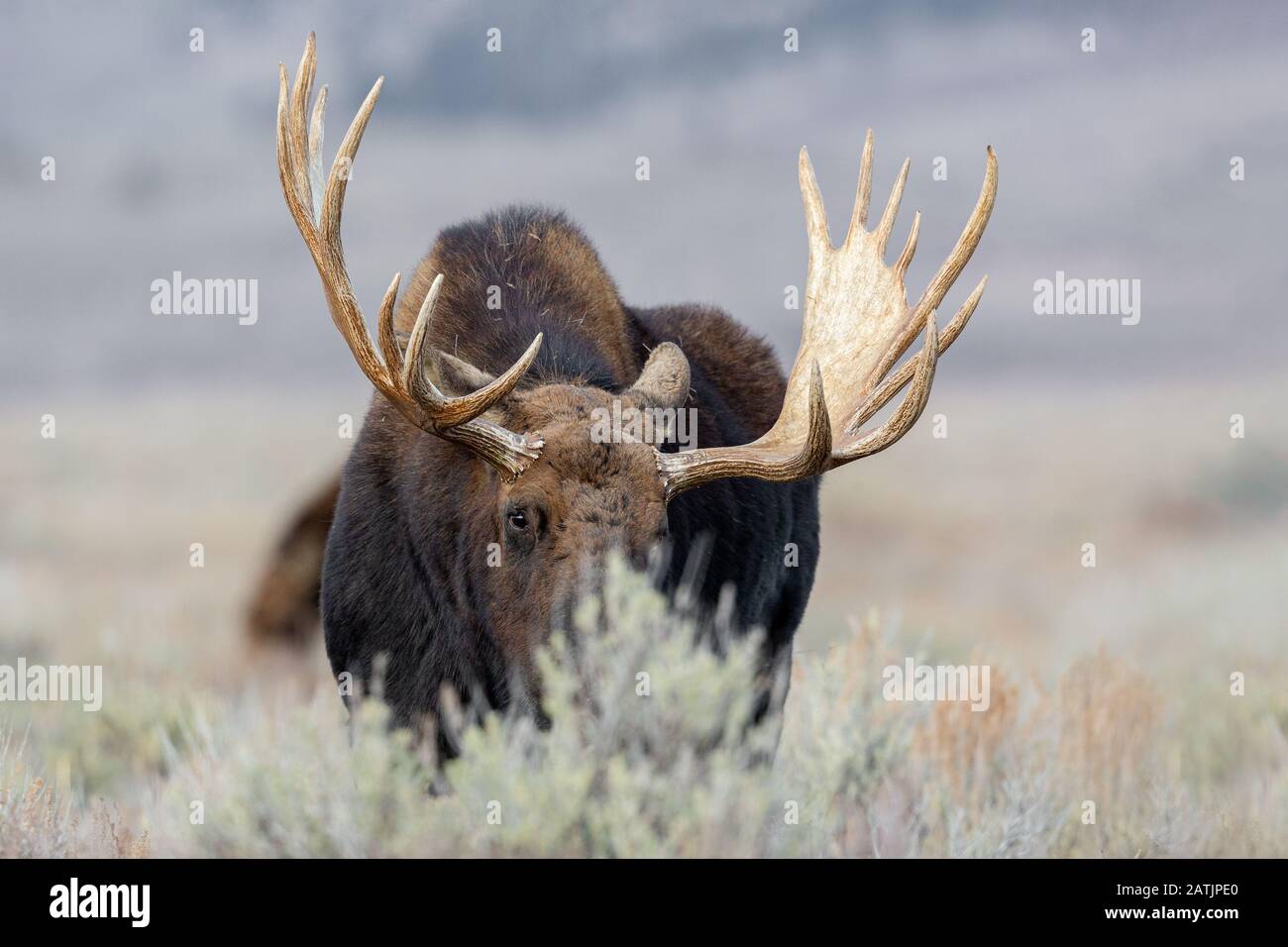 Moose, Grand Teton National Park, Wyoming, USA Stock Photo Alamy