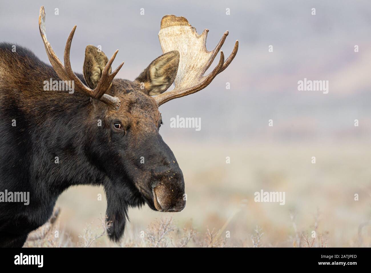Moose, Grand Teton National Park, Wyoming, USA Stock Photo Alamy