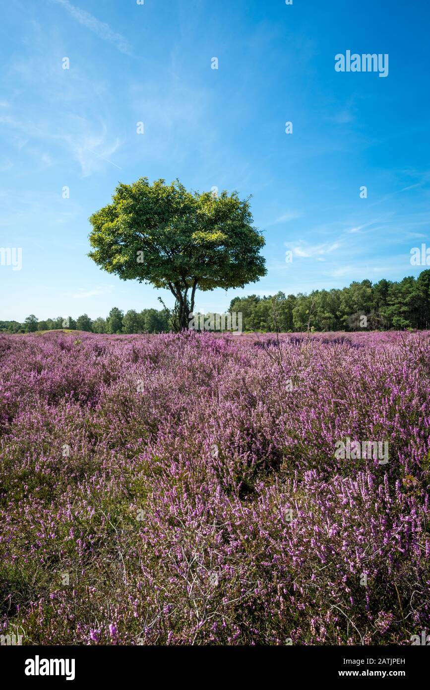 Beautiful moor landscape image with lone tree and flowering purple heather Stock Photo