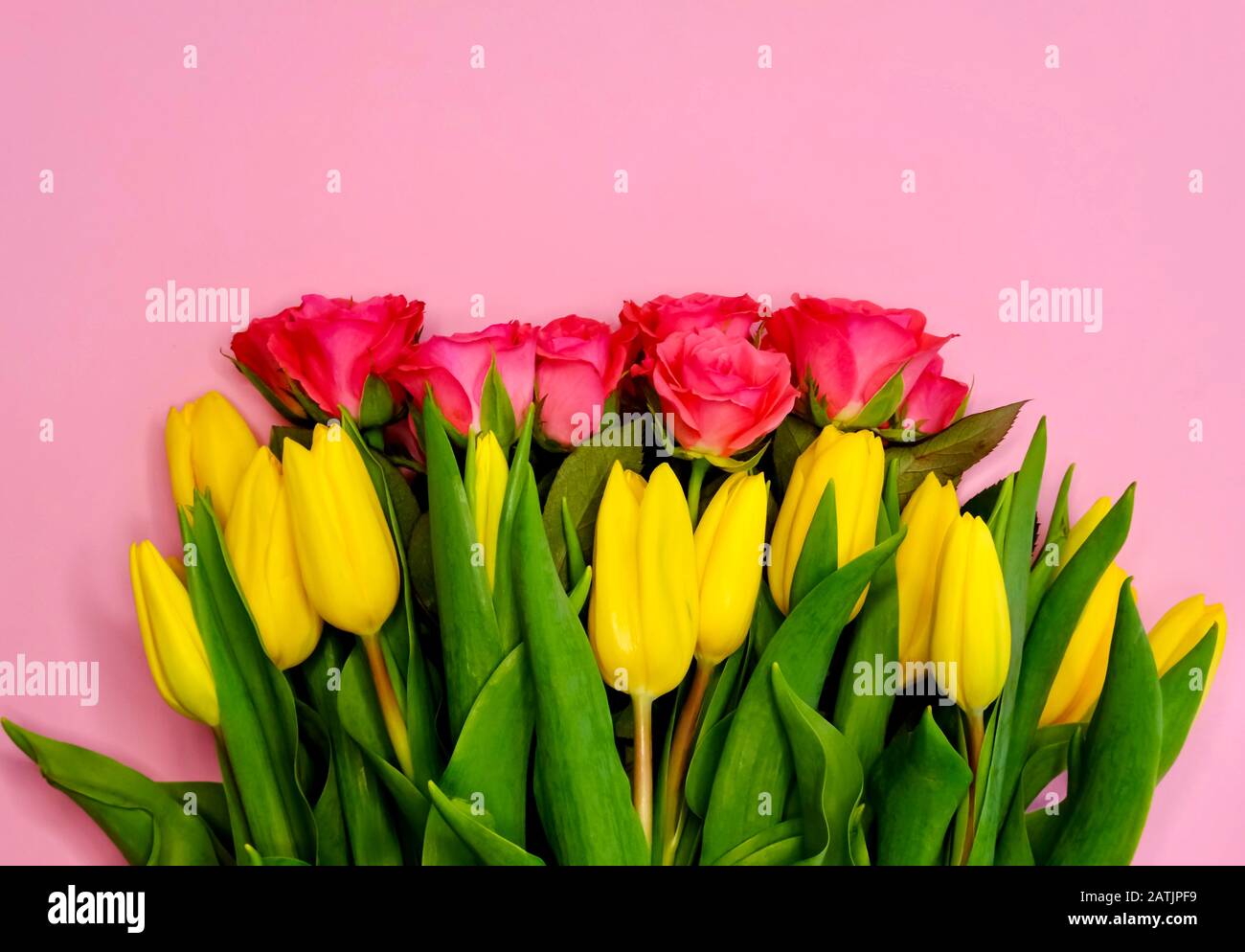 Roses and tulips Stock Photo Alamy