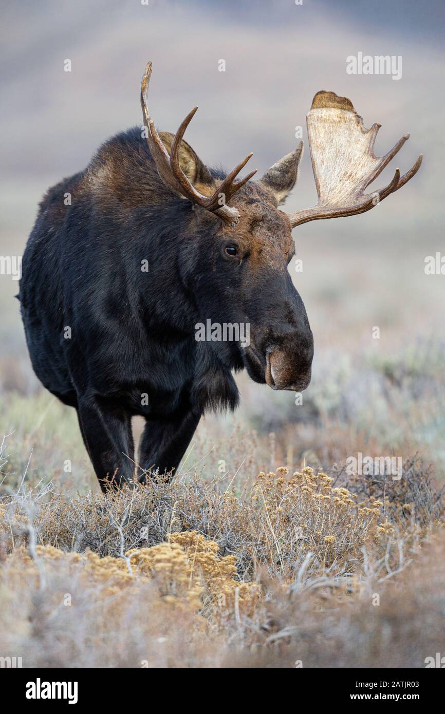 Moose, Grand Teton National Park, Wyoming, USA Stock Photo Alamy