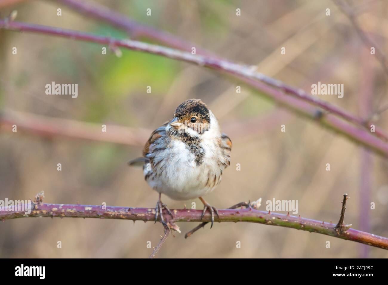 Bunting bird hires stock photography and images Alamy