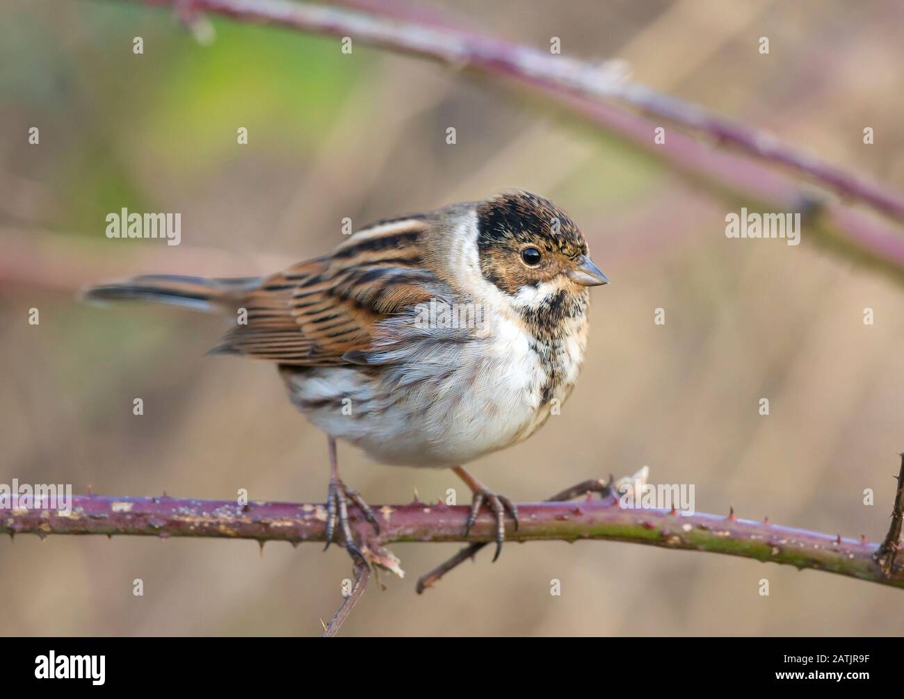 Plumage isolated hi-res stock photography and images - Alamy