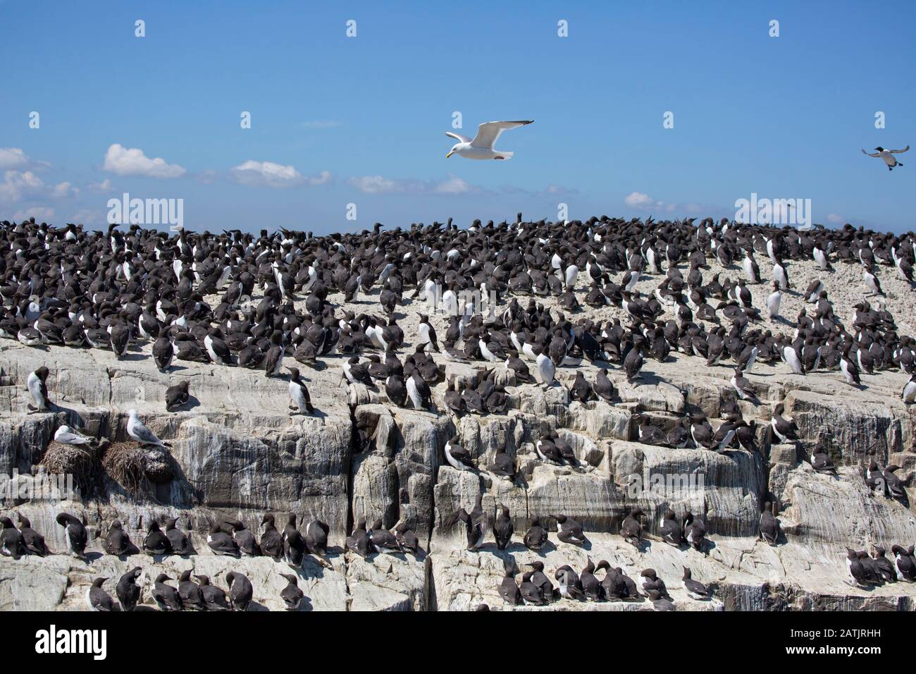 Common Guillemots or Common Murres, Uria aalge, nesting colony.  Farne Islands, Northumberland, UK Stock Photo