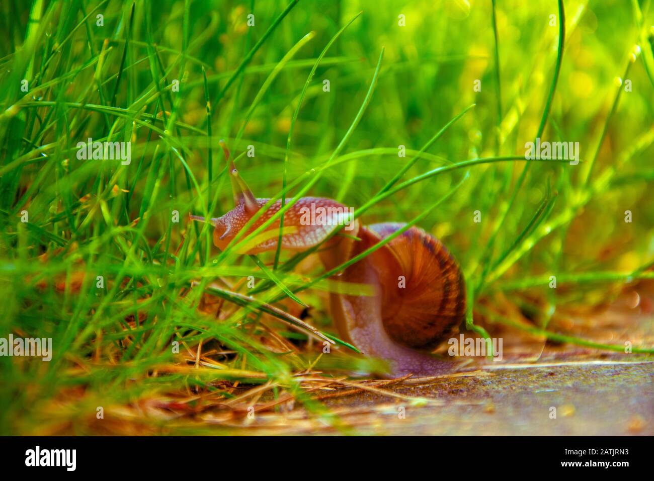 One snail circulating in the grass Stock Photo Alamy