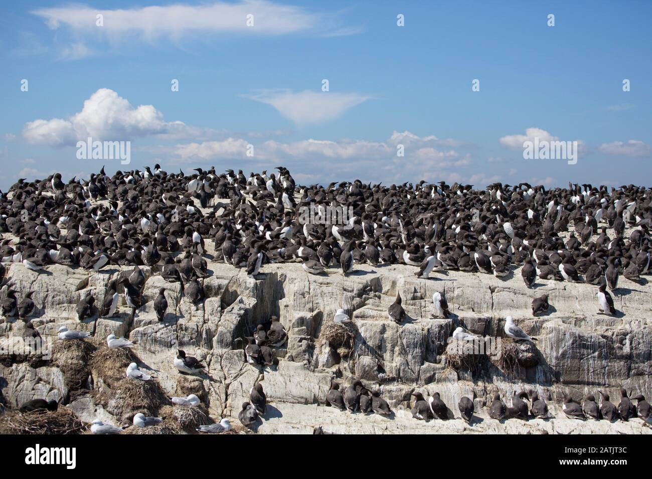 Common Guillemots or Common Murres, Uria aalge, nesting colony. Farne Islands, Northumberland, UK Stock Photo