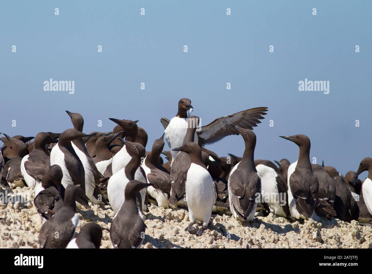 Common Guillemots or Common Murres, Uria aalge, nesting colony. Farne Islands, Northumberland, UK Stock Photo