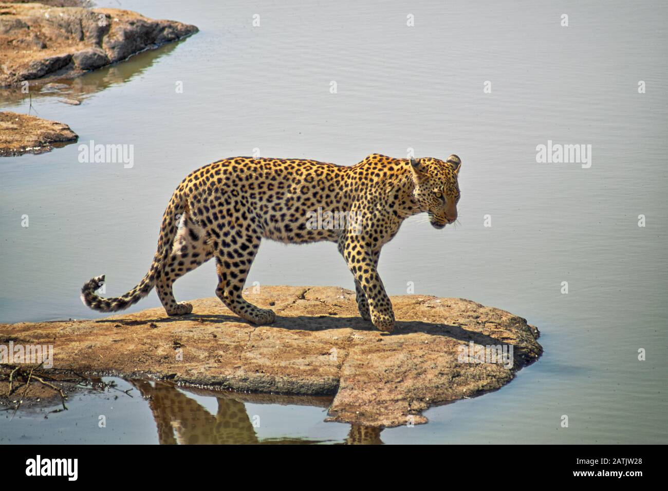 Leopard standing on a rock by a lake wating for a fish to appear Stock Photo
