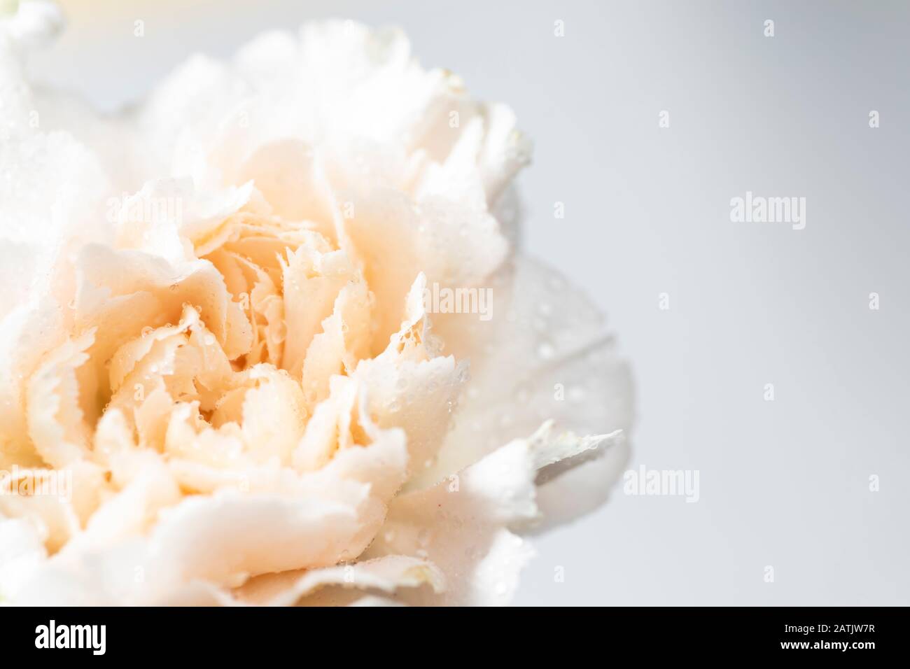 Still life of flowers on white background Stock Photo - Alamy
