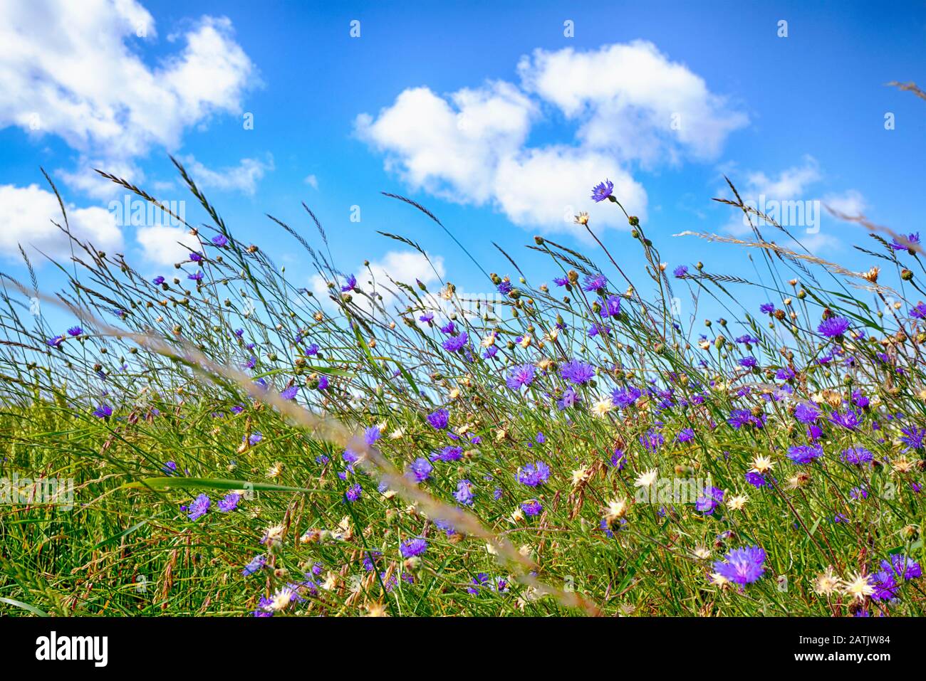 Wildflowers in rural environment in the summer with purple flowers in