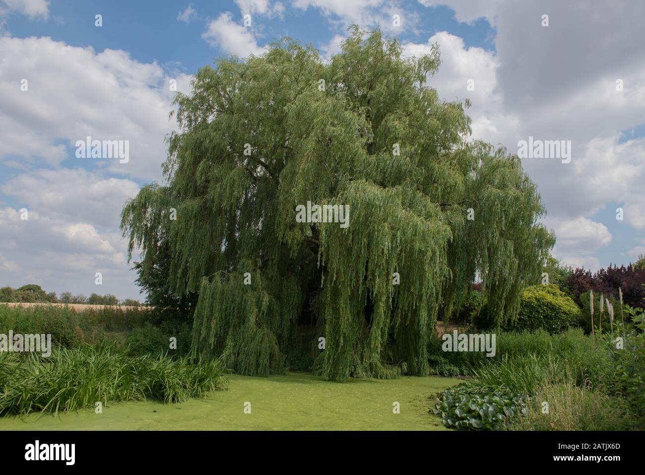 Weeping Willow Tree (Salix babylonica) by the Side of a Pond Covered with Duckweed in a Country Cottage Garden in Rural Warwickshire, England,UK Stock Photo