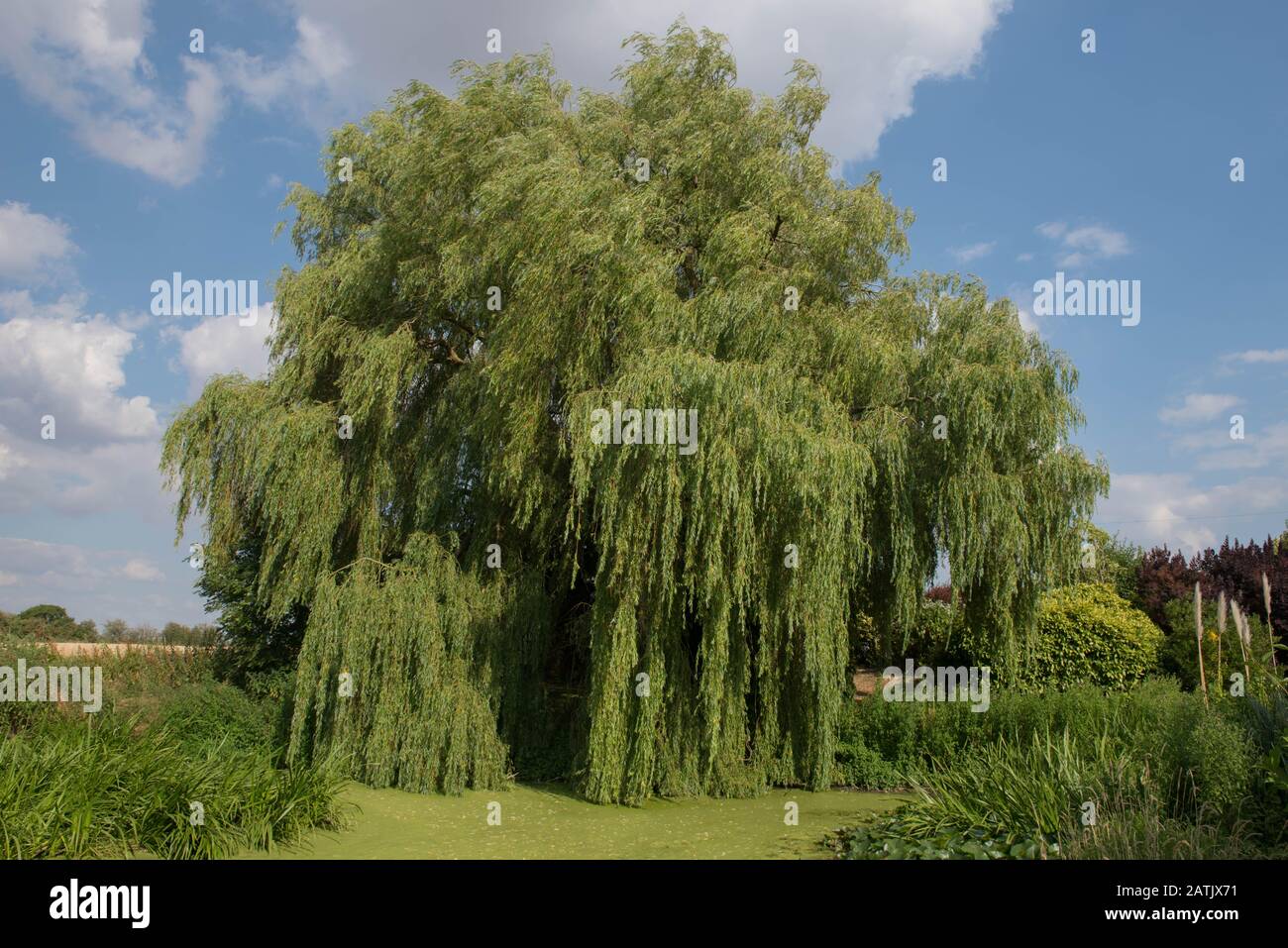 Weeping Willow Tree (Salix babylonica) by the Side of a Pond Covered with Duckweed in a Country Cottage Garden in Rural Warwickshire, England,UK Stock Photo