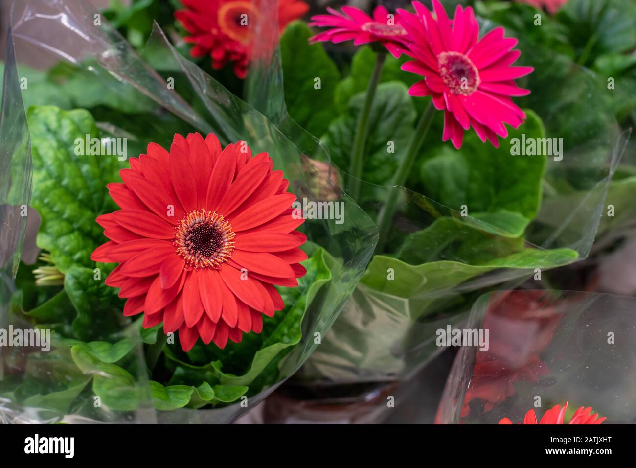 Large flower gerbera red fresh natural. Indoor flowering gerbera in pots and plastic wrap. Spring sale of flowering potted plants, gerbera blossom red Stock Photo