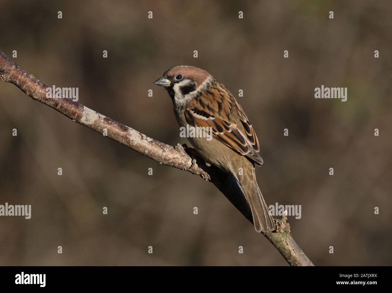 Eurasian tree sparrow, Passer montanus sitting on perch, clean background Stock Photo