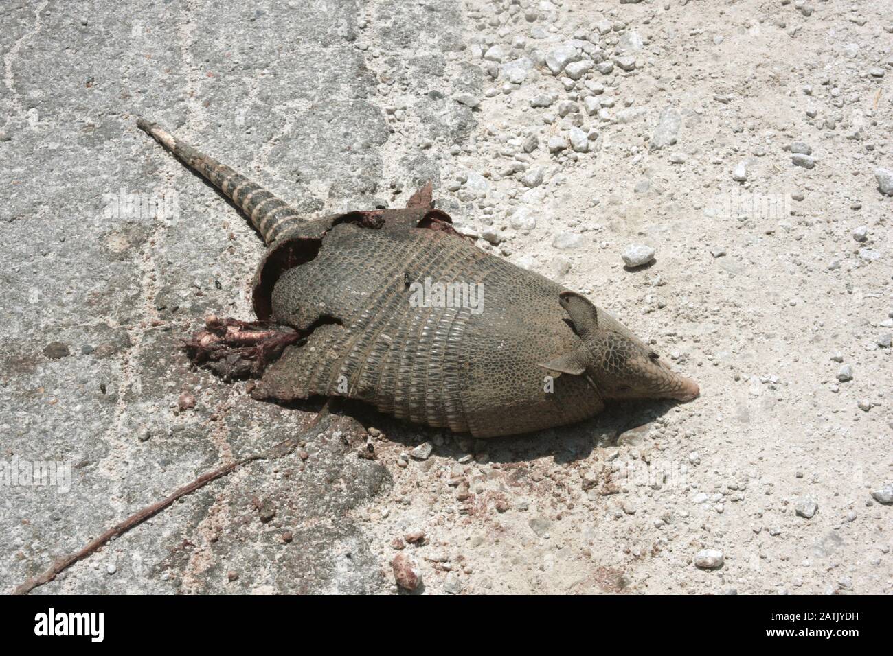 Armadillo killed by car on the road Stock Photo Alamy