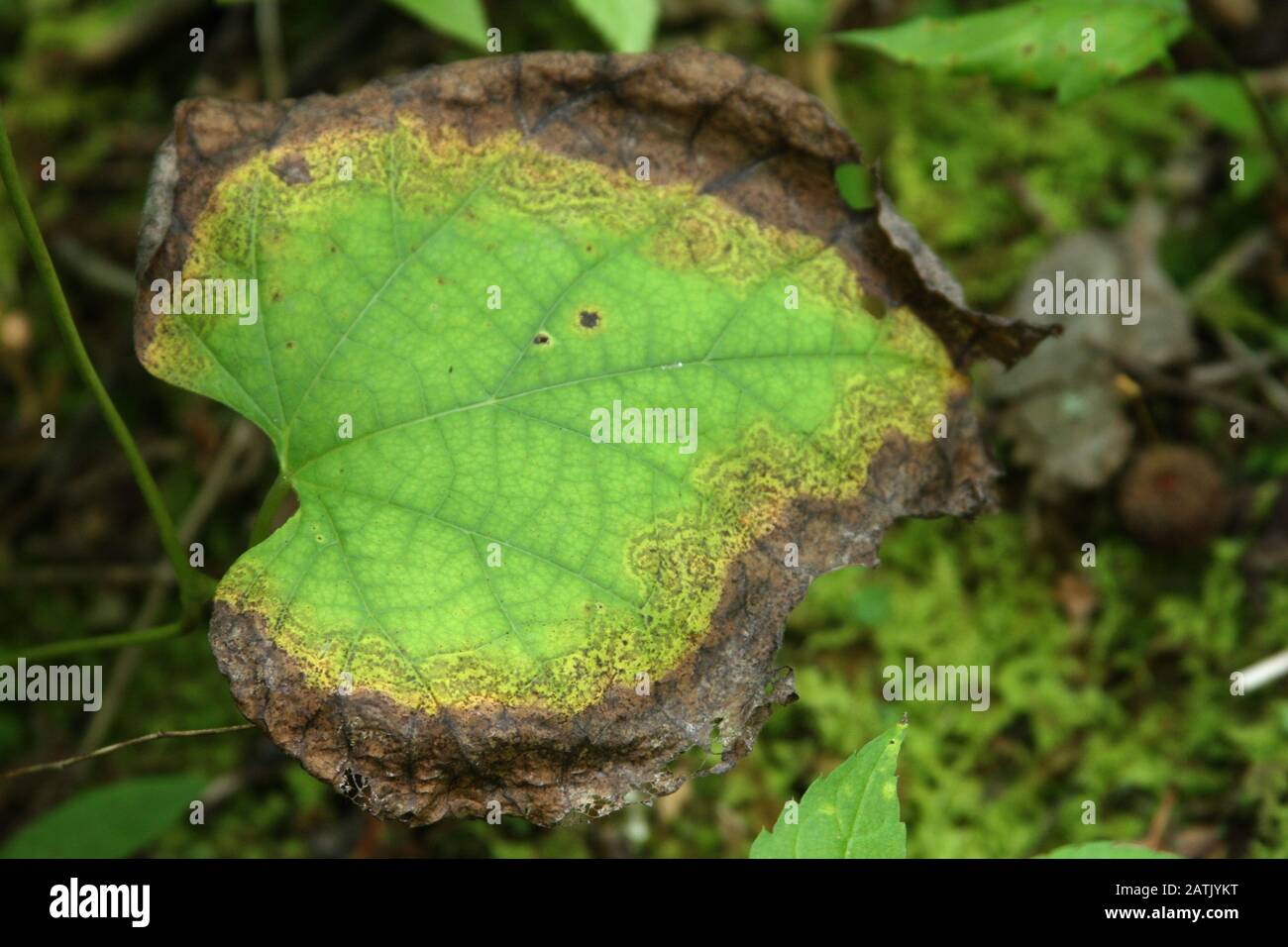 Green leaf turning brown hires stock photography and images Alamy