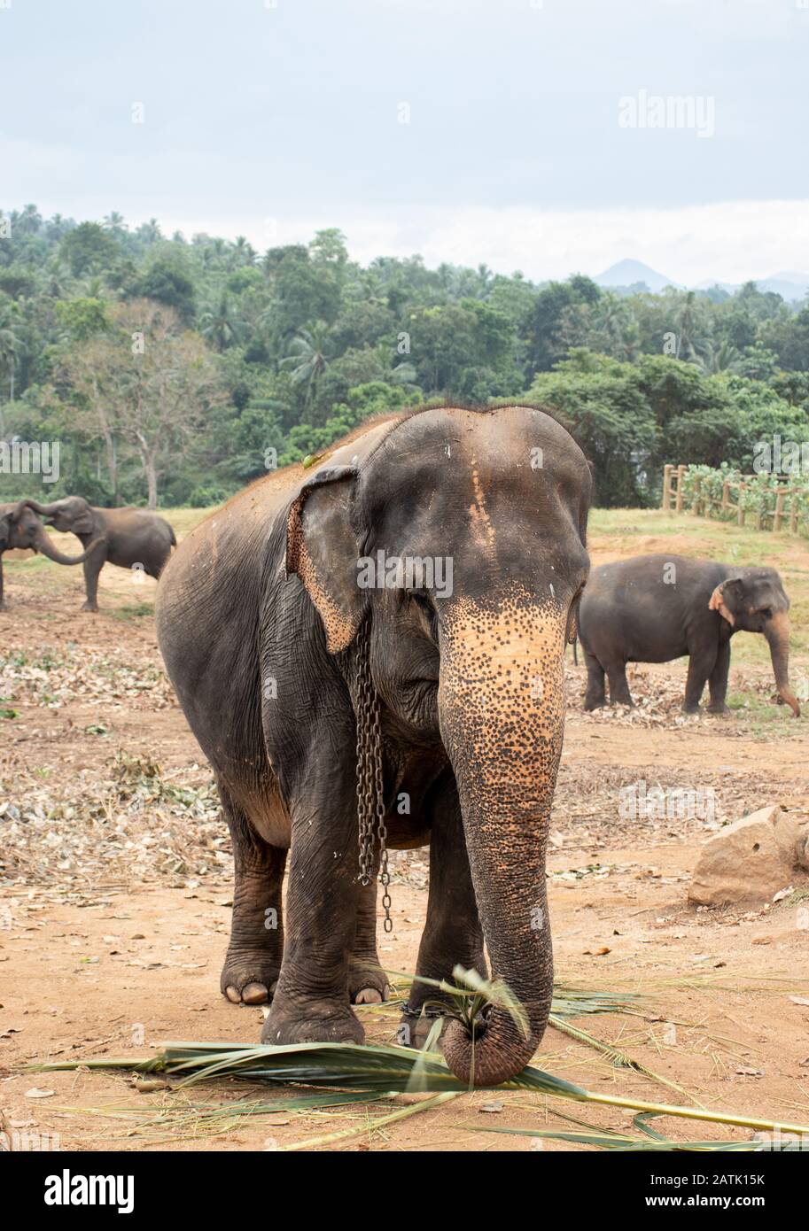Pinnawala Elephant Orphanage is an nursery and captive breeding ground for wild asian elephants
