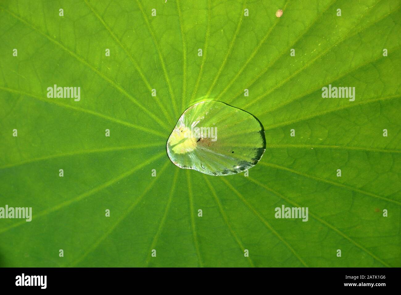 Egyptian bean lily hi-res stock photography and images - Alamy