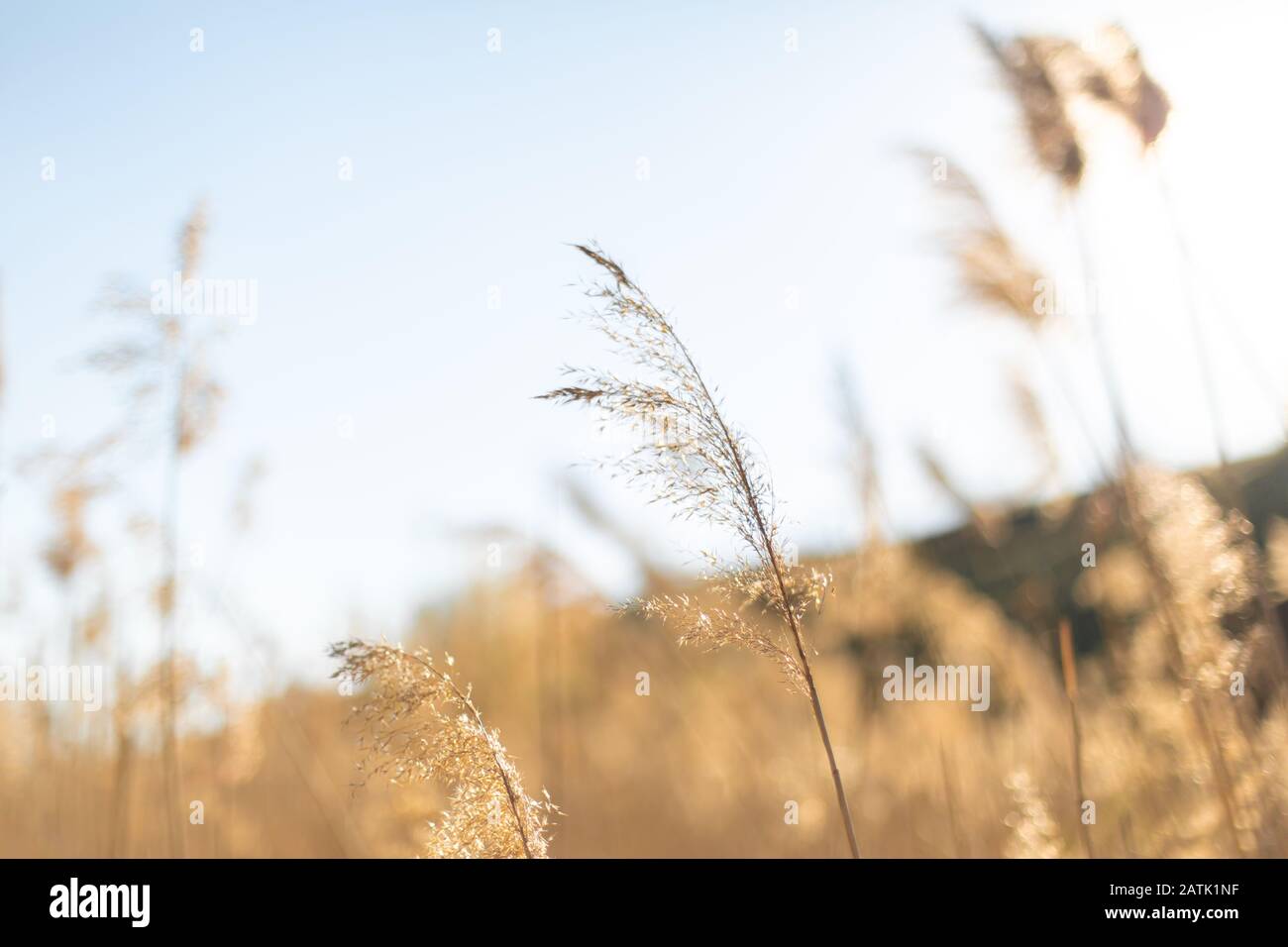 High reed against sunset sky hi-res stock photography and images - Alamy